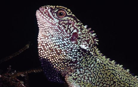 Blue-spotted wood lizard